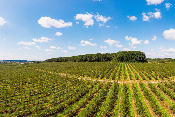 18th International Conference of the Hellenic Association of Agricultural Economists